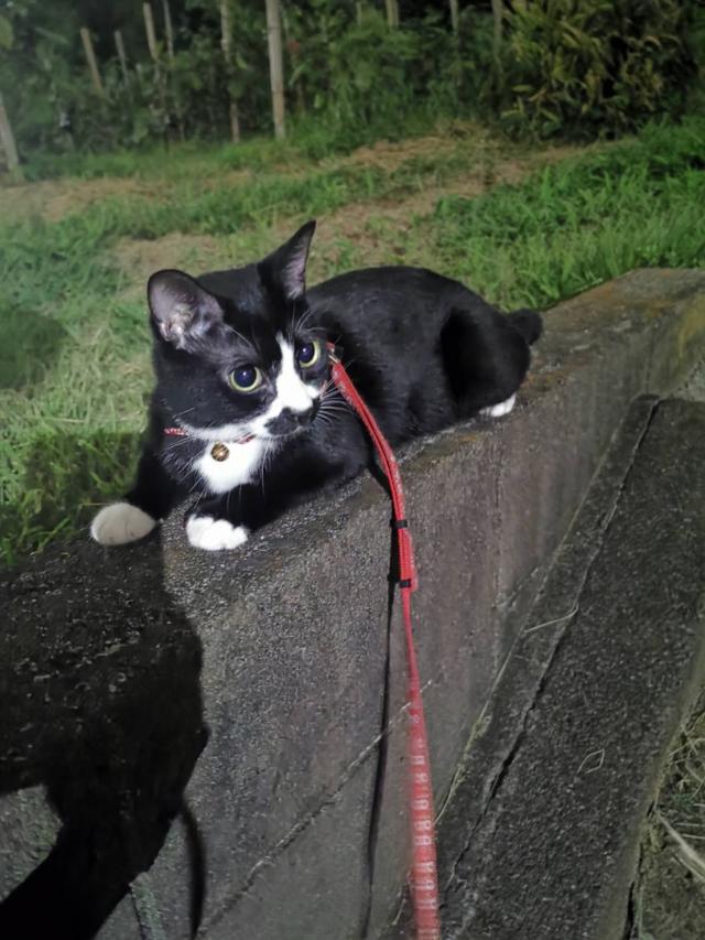 【看板猫】おはぎ(おはねこ)